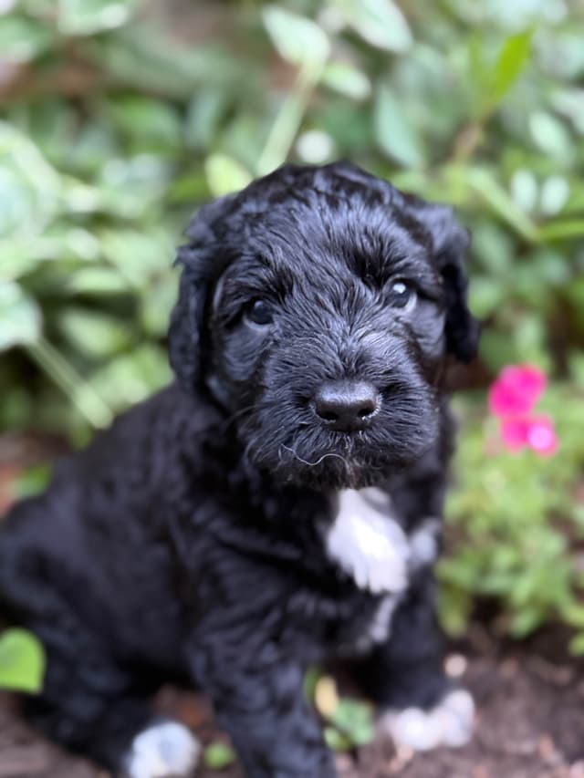 Portuguese Water Dog Female puppies. media 2