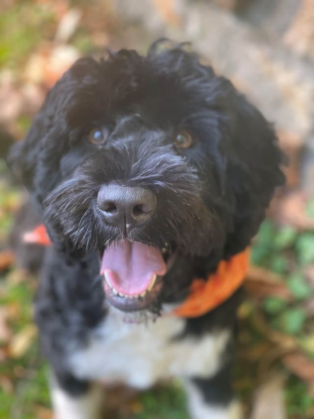 Portuguese Water Dog Female puppies. media 3
