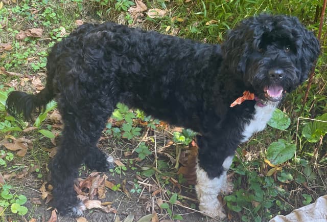 Portuguese Water Dog Female puppies. media 4