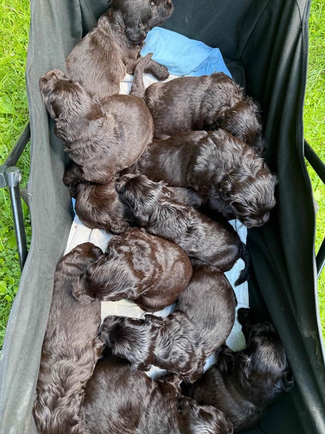Chocolate Portuguese Water Dog Puppies!!! media 2