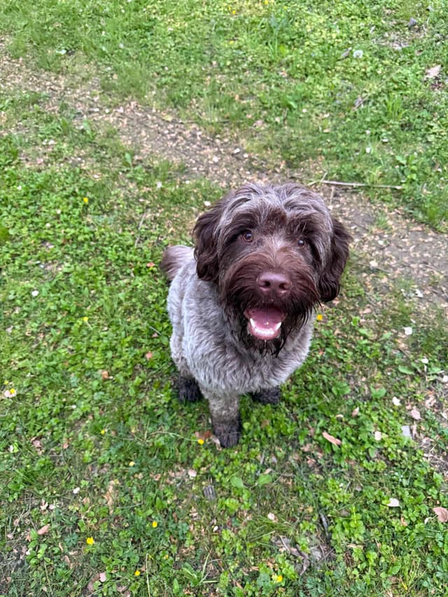 Chocolate Portuguese Water Dog Puppies!!! media 4