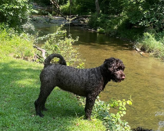 Chocolate Portuguese Water Dog Puppies!!! media 5