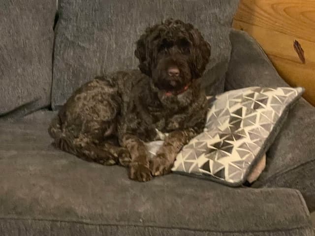 Chocolate Portuguese Water Dog Puppies!!! media 6
