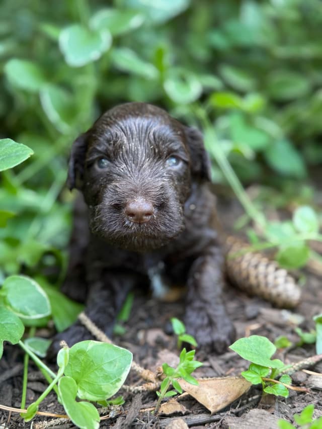 Chocolate Portuguese Water Dog Puppies!!! media 7
