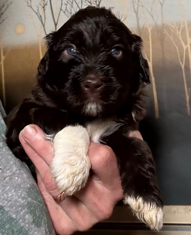 Chocolate Portuguese Water Dog Puppies!!! media 8