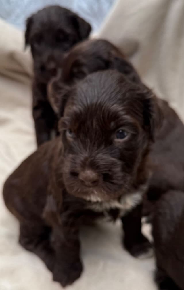 Chocolate Portuguese Water Dog Puppies!!! media 9