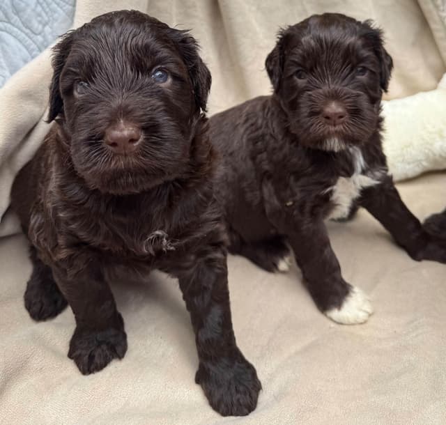 Chocolate Portuguese Water Dog Puppies!!! media 10