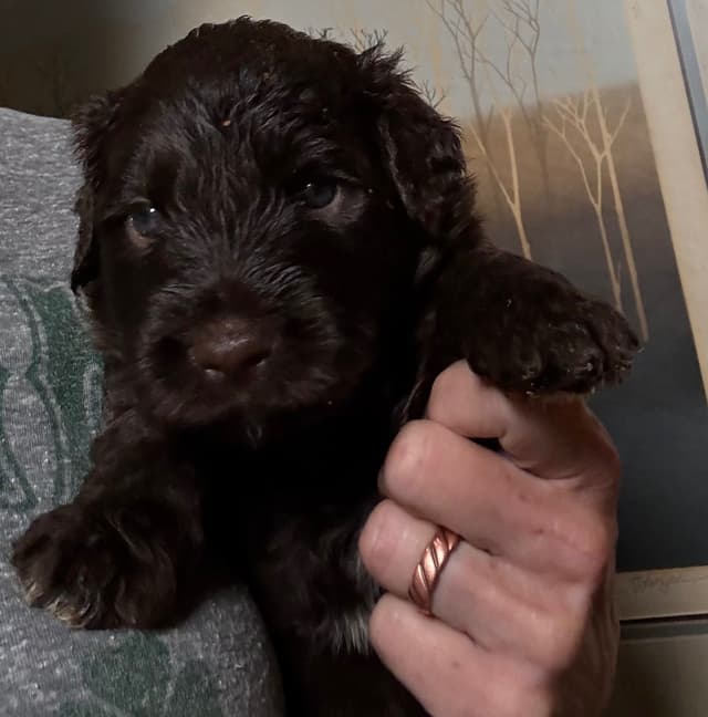 Chocolate Portuguese Water Dog Puppies!!! media 11