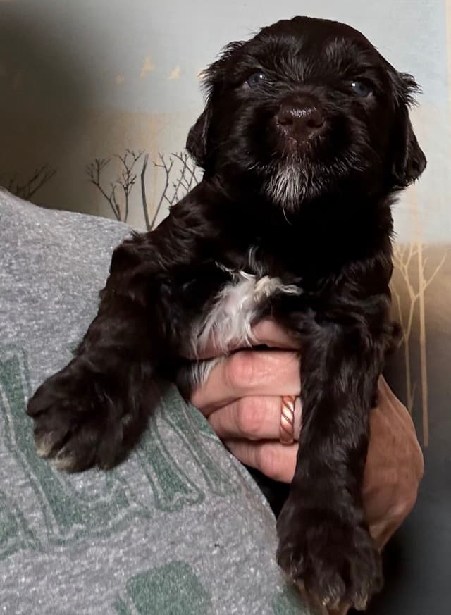 Chocolate Portuguese Water Dog Puppies!!! media 12