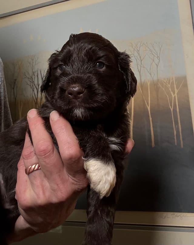Chocolate Portuguese Water Dog Puppies!!! media 13