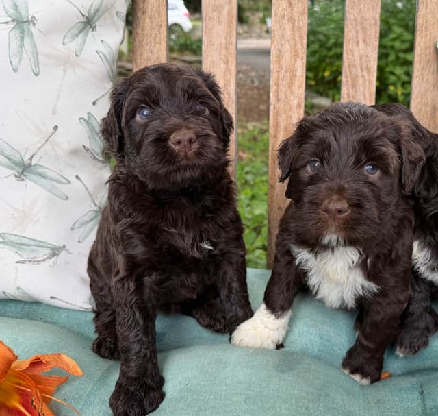 Chocolate Portuguese Water Dog Puppies!!! media 14