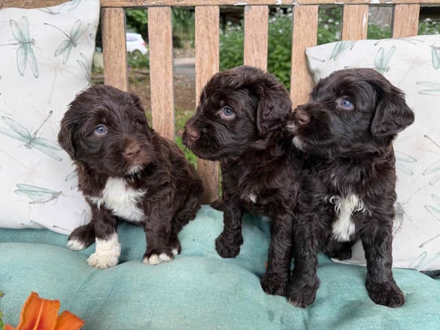 Chocolate Portuguese Water Dog Puppies!!! media 15