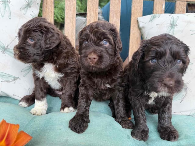 Chocolate Portuguese Water Dog Puppies!!! media 16