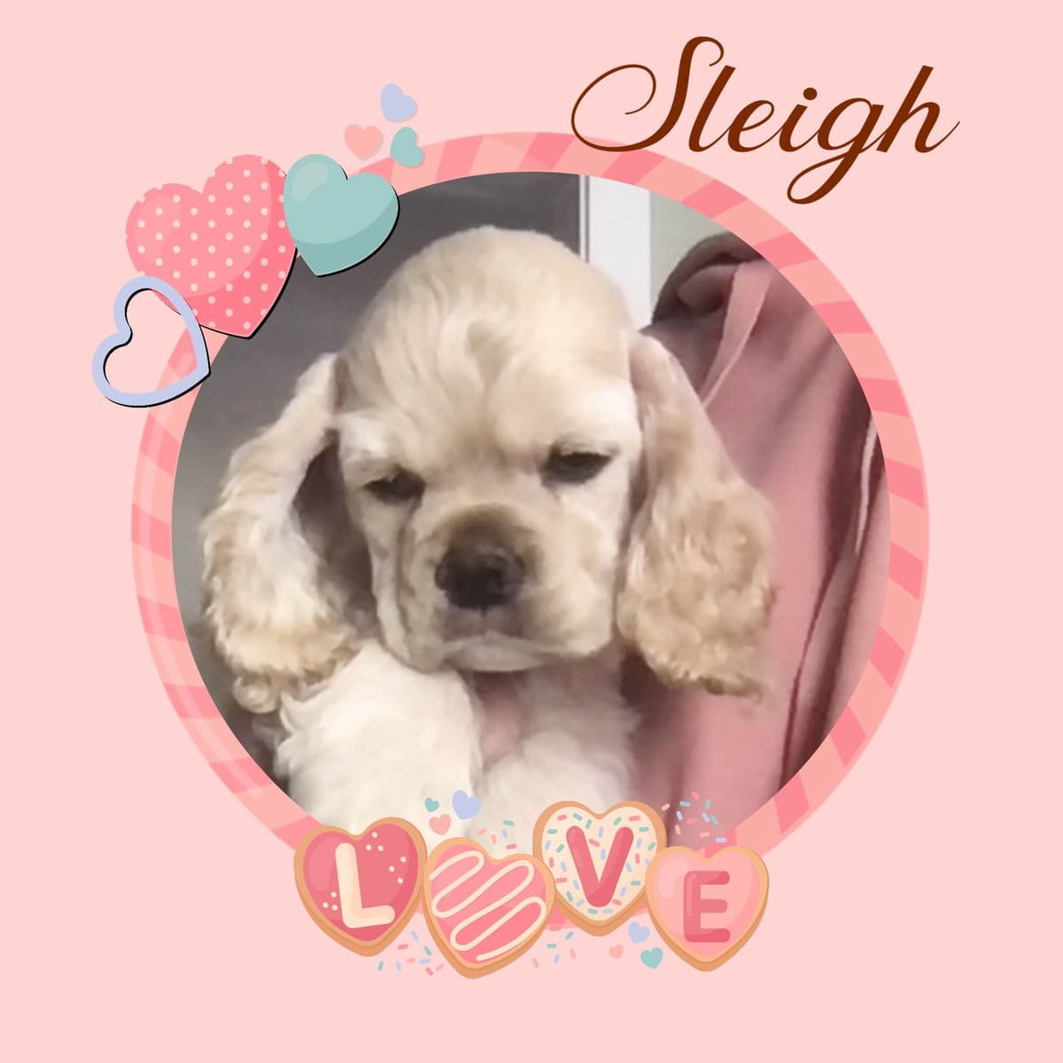 Cocker Spaniel Puppies breeder image 3