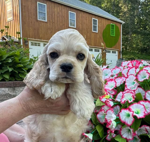 Cocker Spaniel Puppies media 4