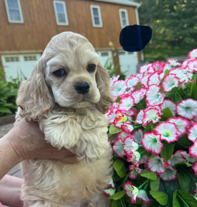 Cocker Spaniel Puppies media 5
