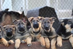 Foxwood Kennels