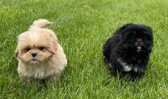 Lhasa Apso Puppies media 6