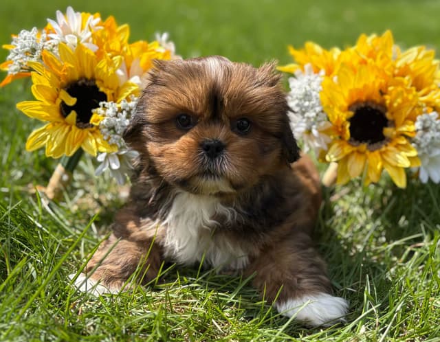 Lhasa Apso Puppies media 3