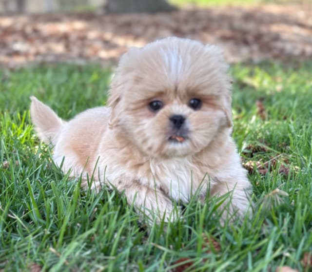 Lhasa Apso Puppies media 5