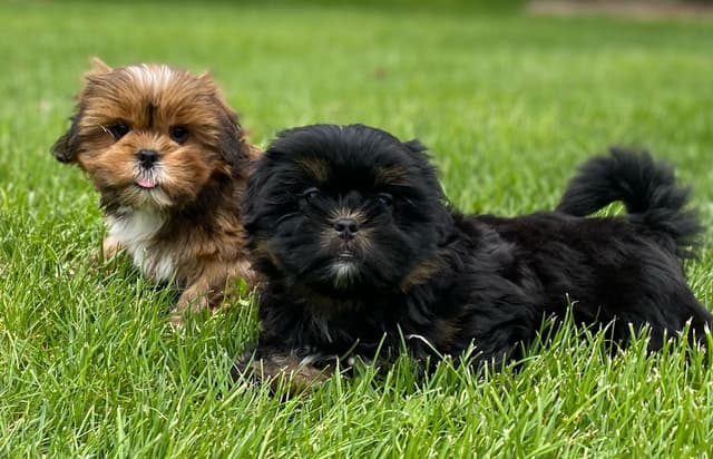 Lhasa Apso Puppies media 4