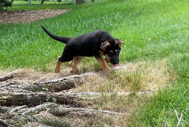 German Shepherd Dog Puppies media 3