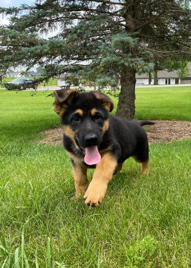 German Shepherd Dog Puppies media 4