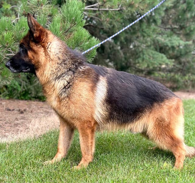 German Shepherd Dog Puppies media 6