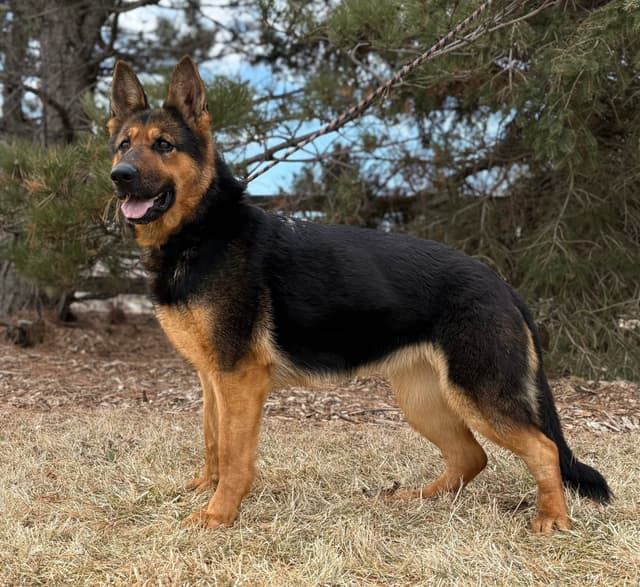 German Shepherd Dog Puppies media 5
