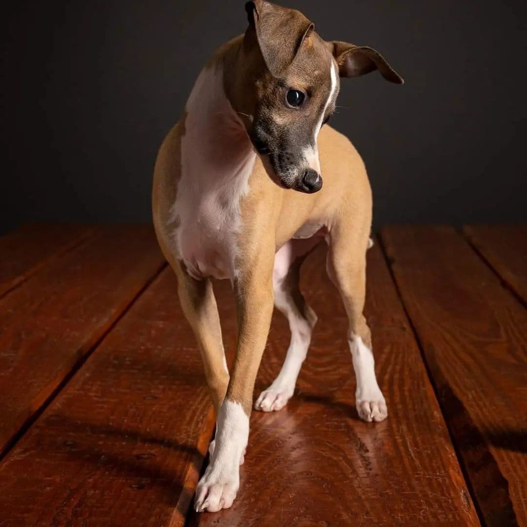 Italian Greyhound Puppies breeder image 1