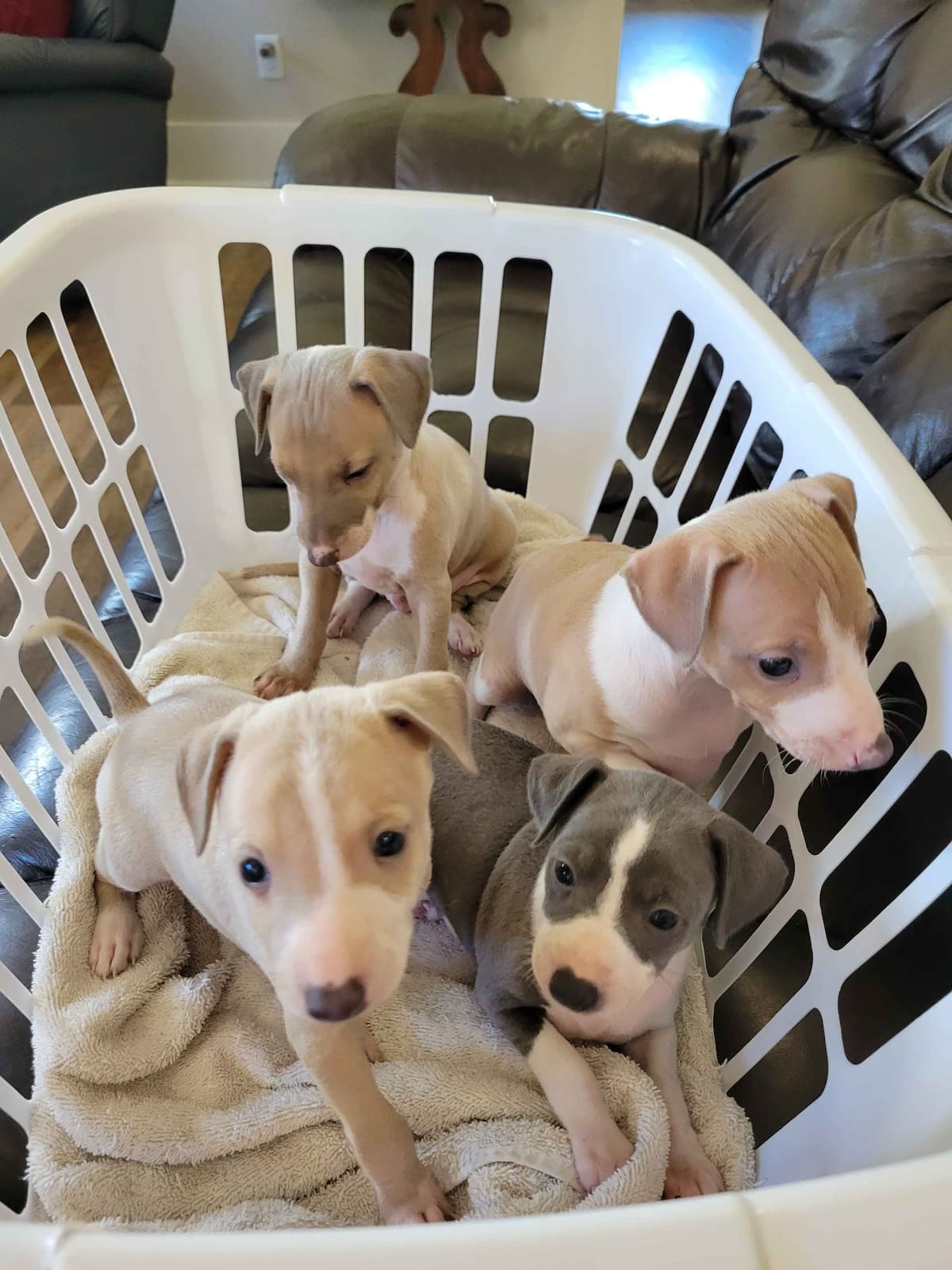 Italian Greyhound Puppies breeder image 2