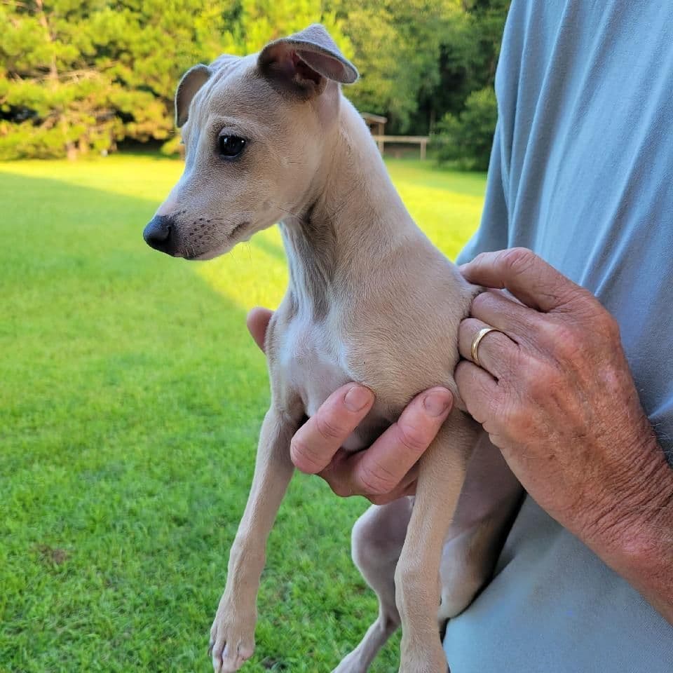 Italian Greyhound Puppies breeder image 3