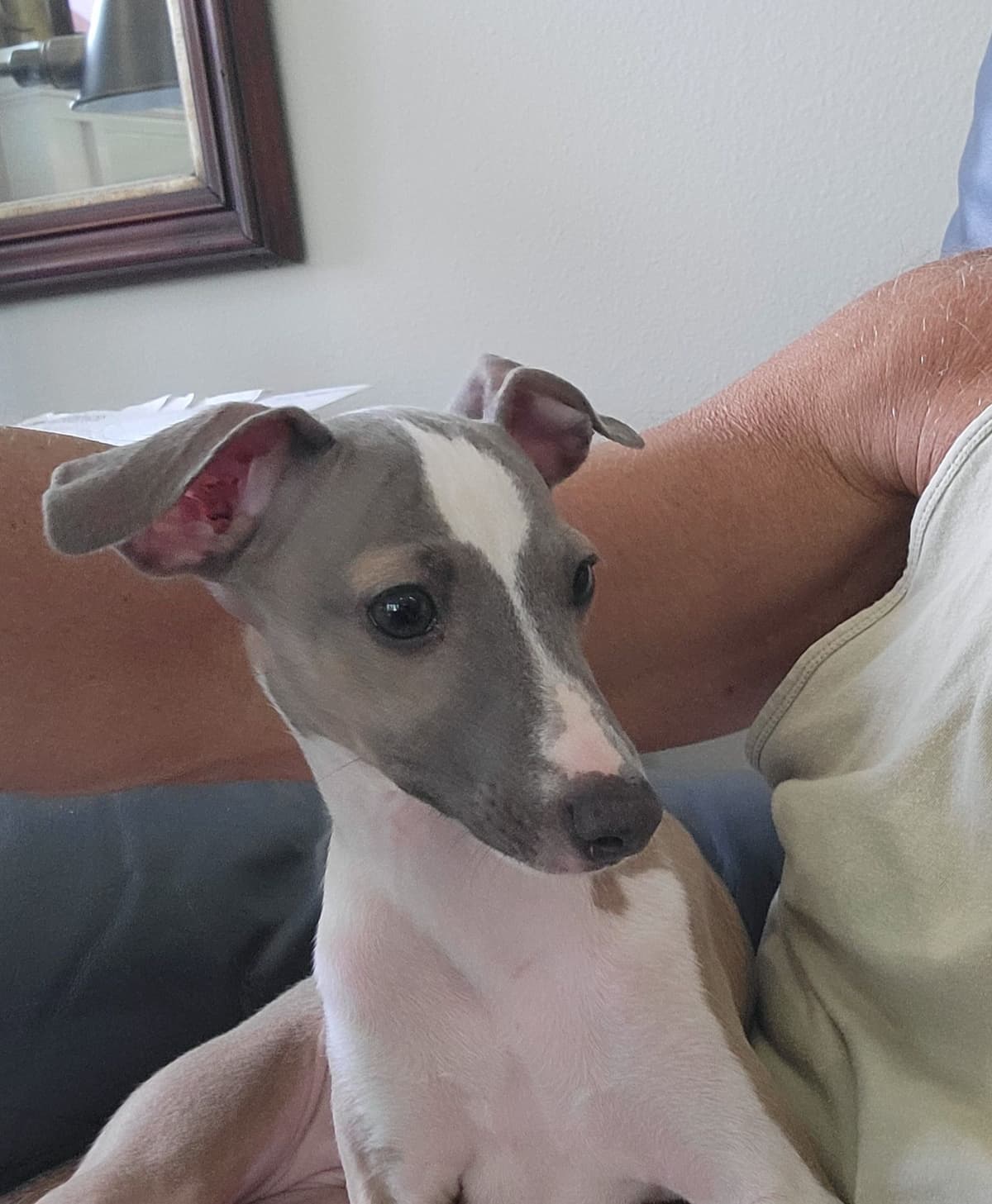 Italian Greyhound Puppies breeder image 5