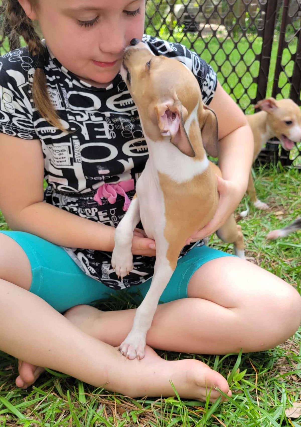 Italian Greyhound Puppies breeder image 6