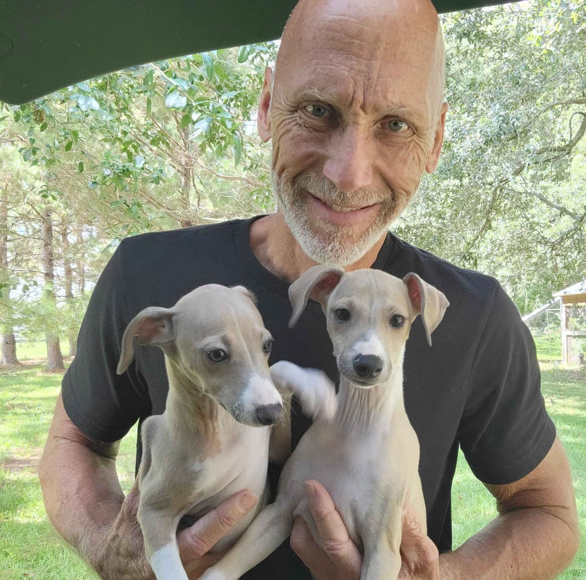 Italian Greyhound Puppies breeder image 8