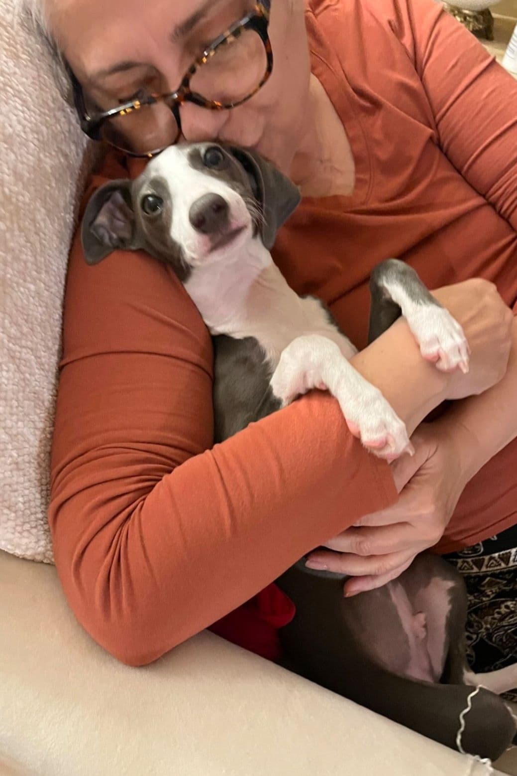 Italian Greyhound Puppies breeder image 10