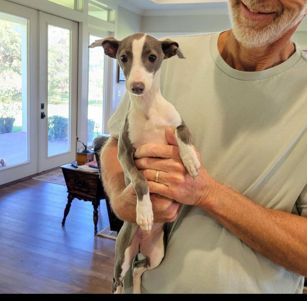Italian Greyhound Puppies breeder image 12