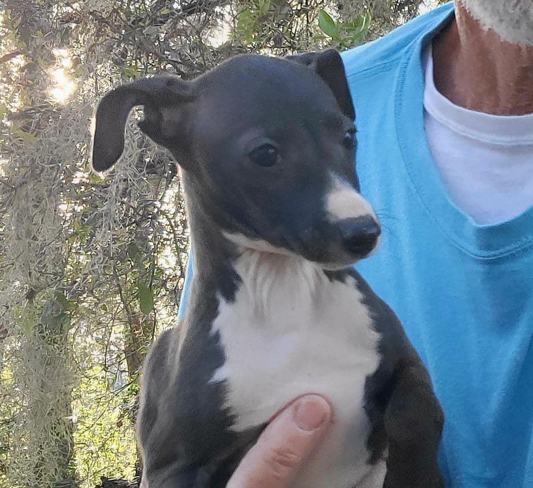 Italian Greyhound Puppies breeder image 13