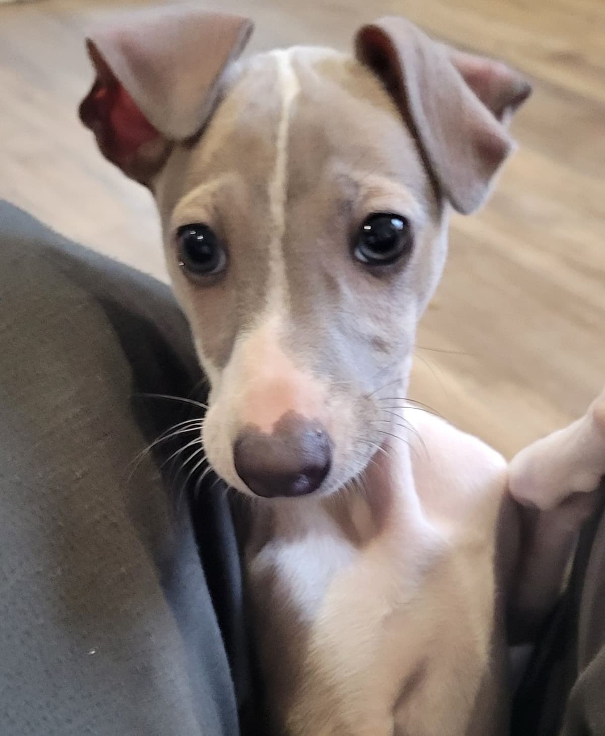 Italian Greyhound Puppies breeder image 16