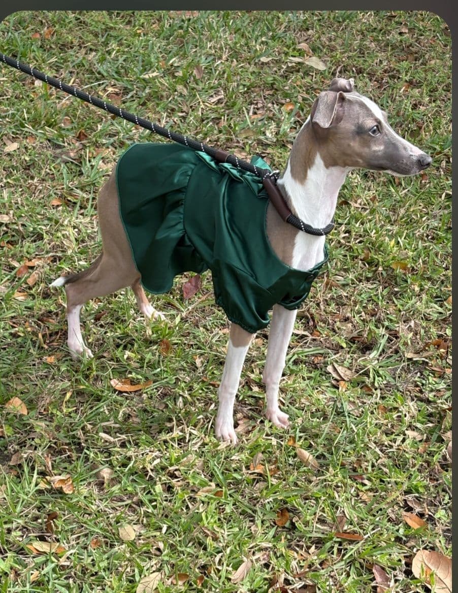 Italian Greyhound Puppies breeder image 17