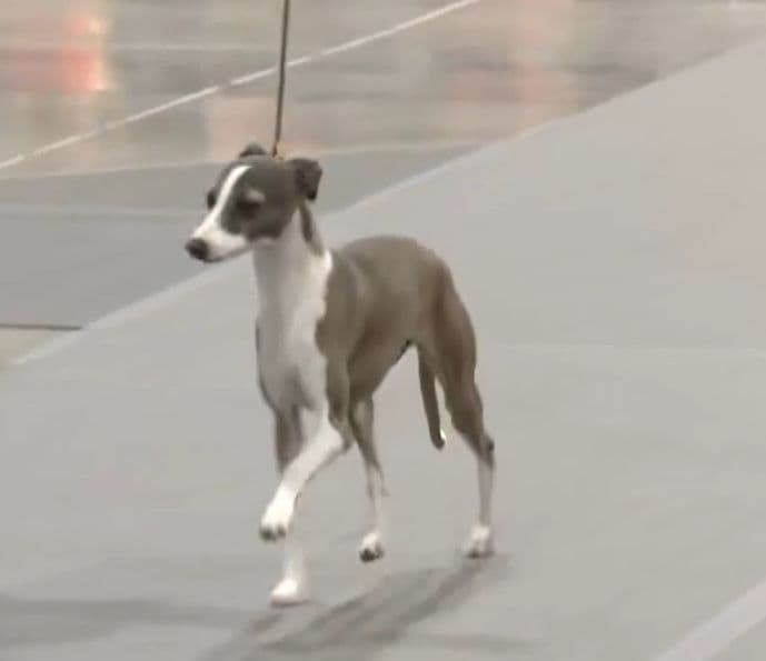 Italian Greyhound Puppies breeder image 18