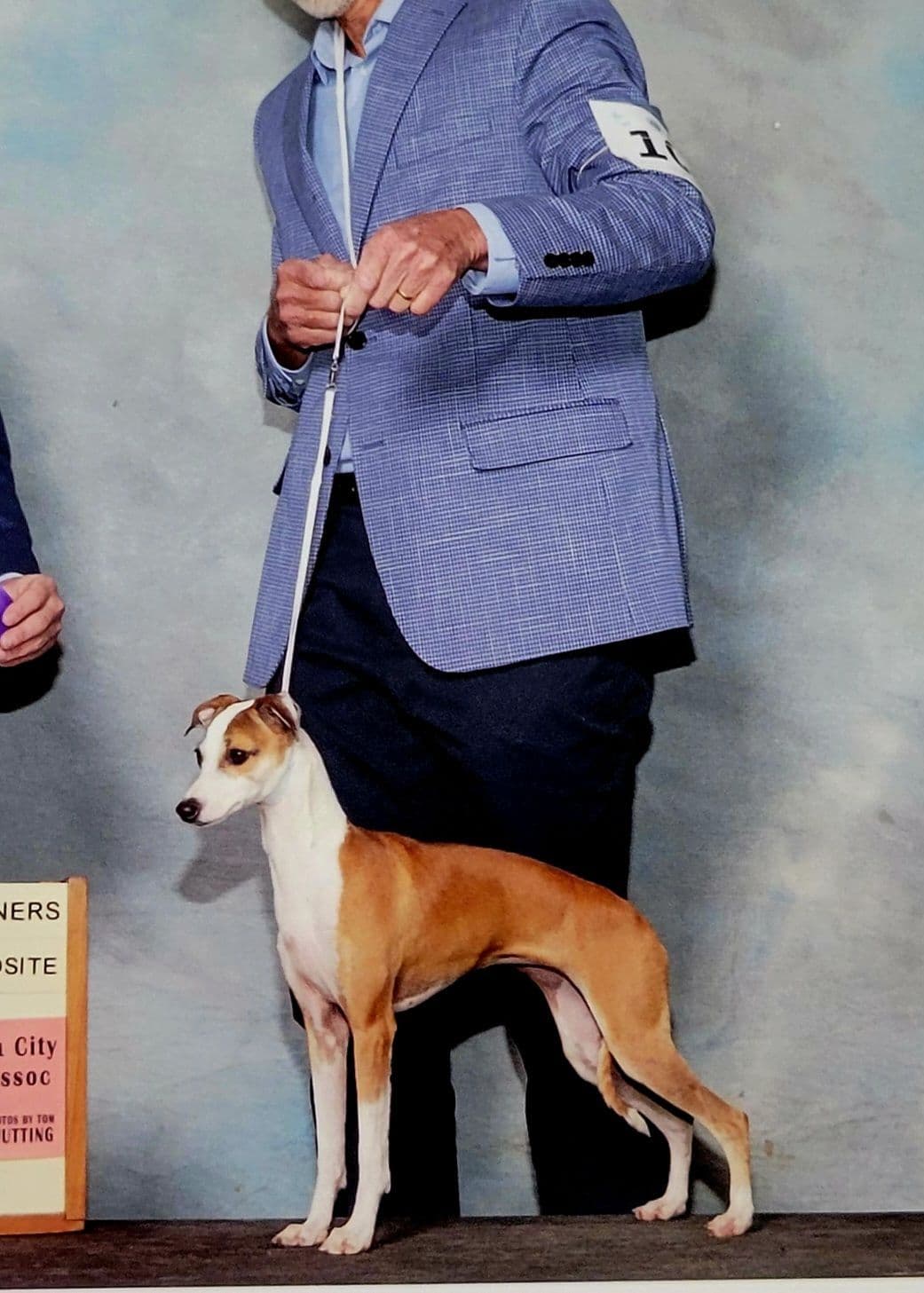 Italian Greyhound Puppies breeder image 19