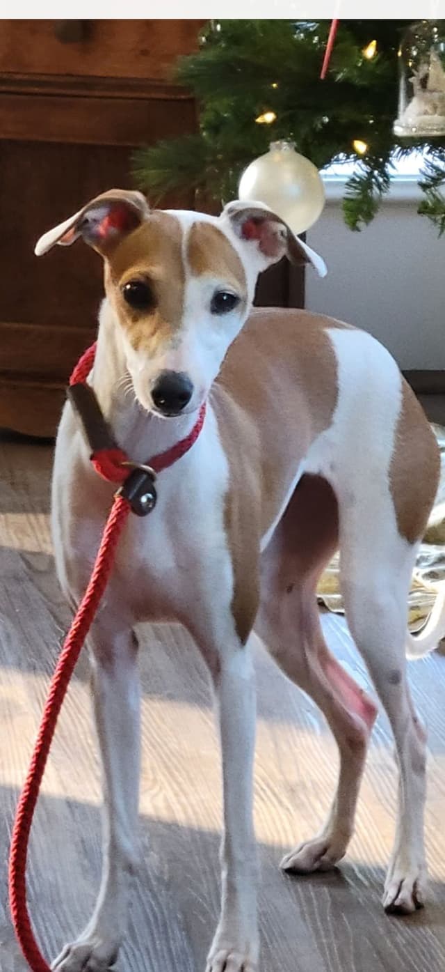 Italian Greyhound Puppies media 2