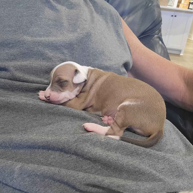 Italian Greyhound Puppies media 3
