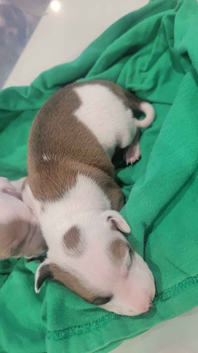 Italian Greyhound Puppies media 4