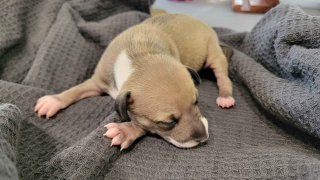 Italian Greyhound Puppies media 5