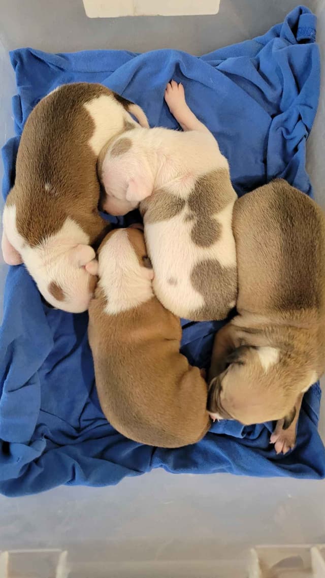 Italian Greyhound Puppies media 6