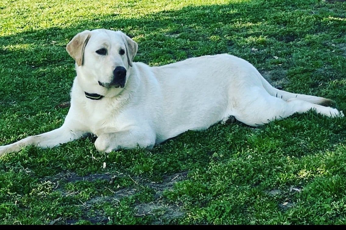 AKC English Yellow Lab Puppies - Ready Now! Call/Text 540-226-3677 breeder image 4