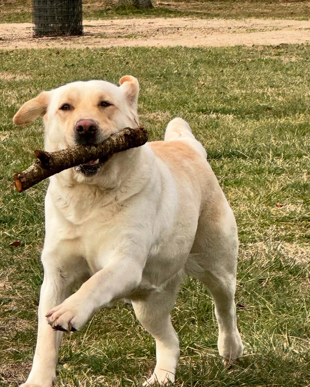 AKC English Yellow Lab Puppies - Ready Now! Call/Text 540-226-3677 breeder image 6