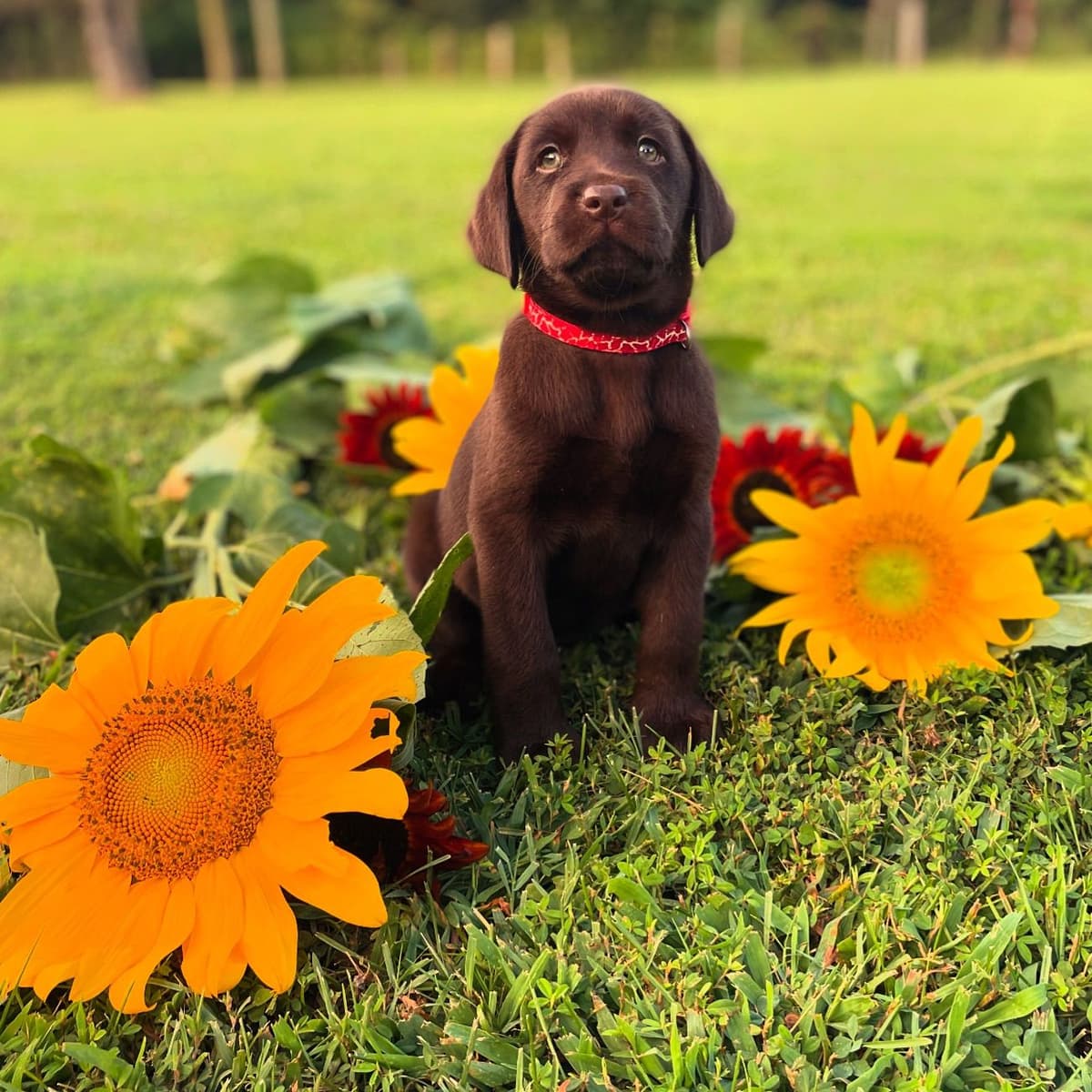 AKC English Yellow Lab Puppies - Ready Now! Call/Text 540-226-3677 breeder image 3